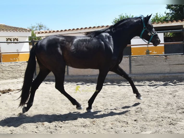 PRE Stallion 4 years 15.1 hh Black in Provinz Malaga