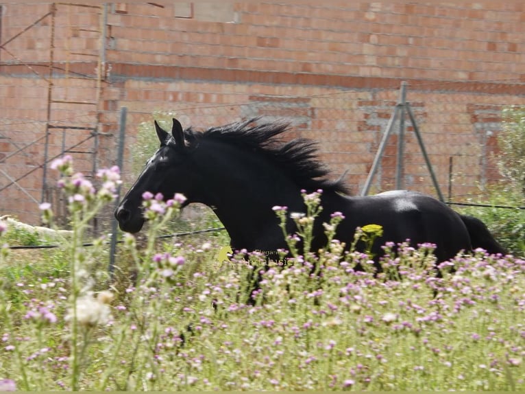 PRE Stallion 4 years 15.1 hh Black in Provinz Malaga