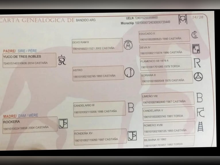 PRE Stallion 4 years 15.1 hh Brown in Prague