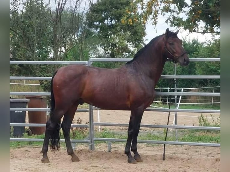 PRE Stallion 4 years 15.1 hh Brown in Prague