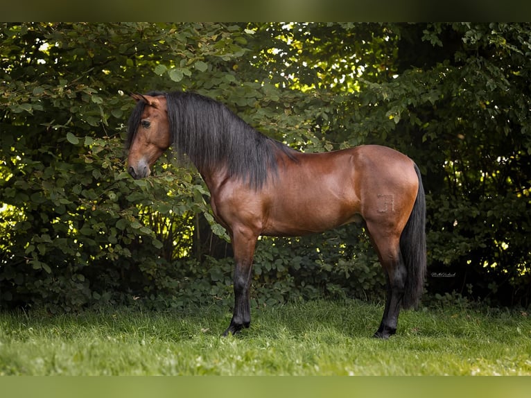 PRE Mix Stallion 4 years 15,1 hh Brown in Hoogeloon