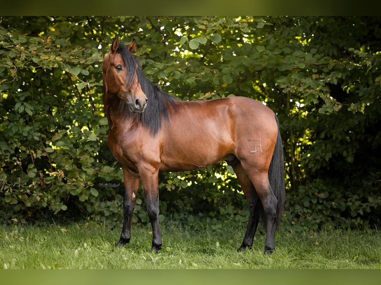 PRE Mix Stallion 4 years 15,1 hh Brown in Hoogeloon