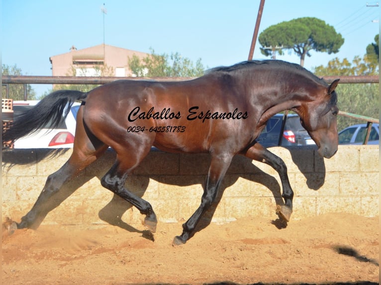 PRE Stallion 4 years 15,1 hh Brown in Vejer de la Frontera