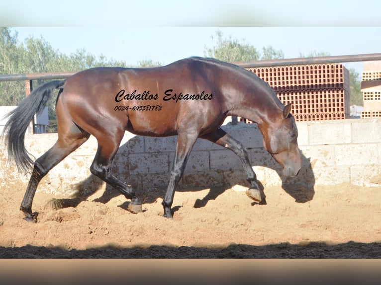 PRE Stallion 4 years 15,1 hh Brown in Vejer de la Frontera