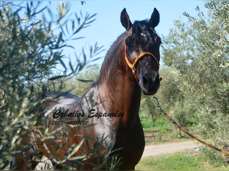 PRE Stallion 4 years 15,1 hh Brown in Vejer de la Frontera