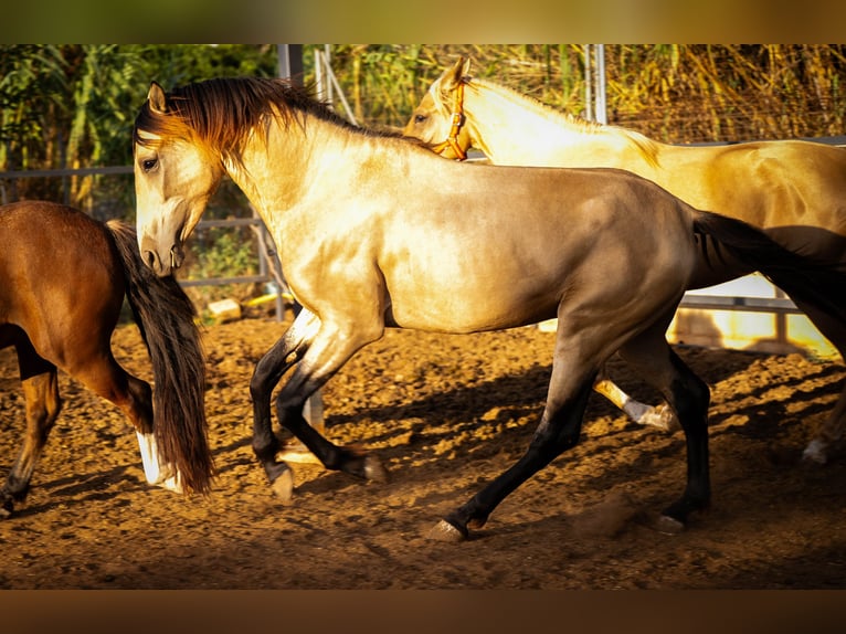 PRE Stallion 4 years 15.1 hh Buckskin in Valencia
