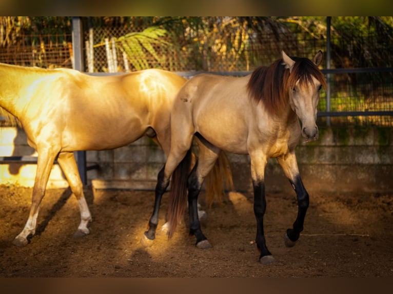 PRE Stallion 4 years 15.1 hh Buckskin in Valencia