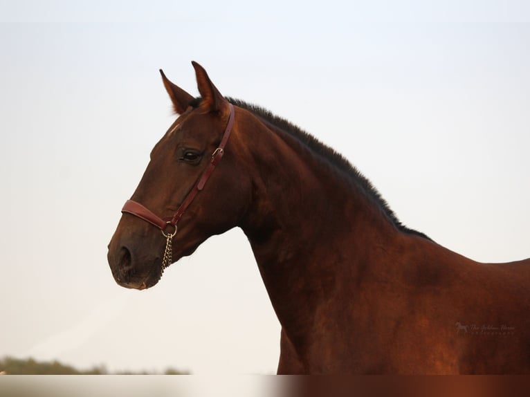 PRE Mix Stallion 4 years 15.1 hh Chestnut-Red in Rafelguaraf