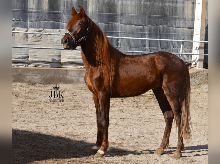 PRE Stallion 4 years 15,1 hh Chestnut-Red in Tabernas Almeria