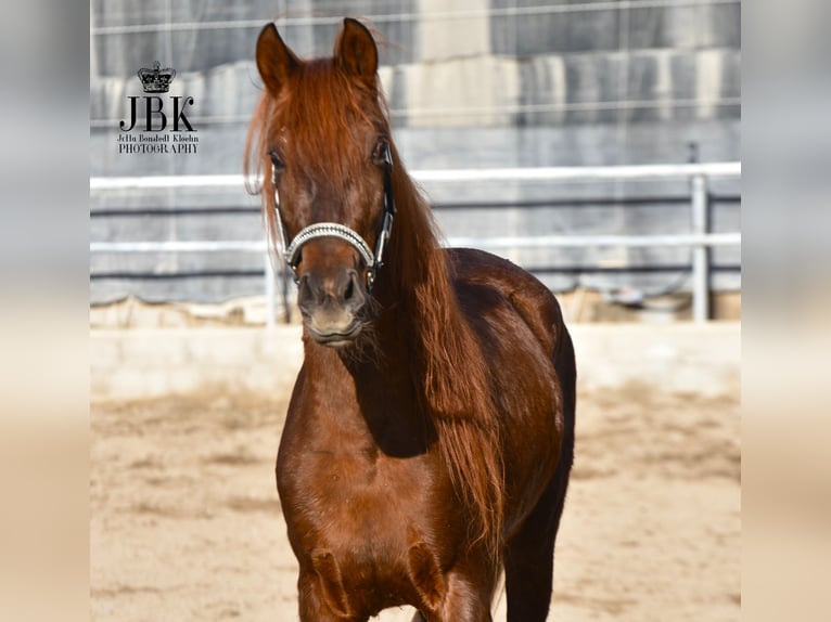PRE Stallion 4 years 15,1 hh Chestnut-Red in Tabernas Almeria
