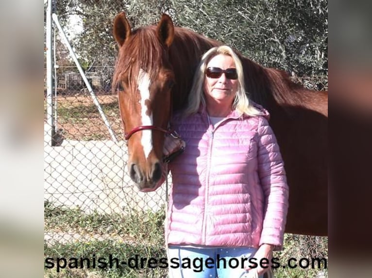 PRE Mix Stallion 4 years 15,1 hh Chestnut-Red in Barcelona