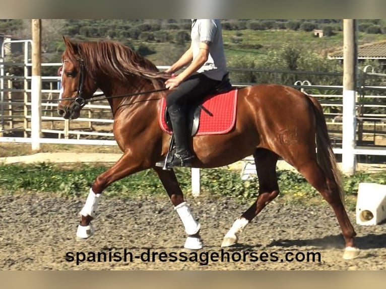 PRE Mix Stallion 4 years 15,1 hh Chestnut-Red in Barcelona