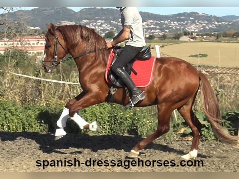 PRE Mix Stallion 4 years 15,1 hh Chestnut-Red in Barcelona