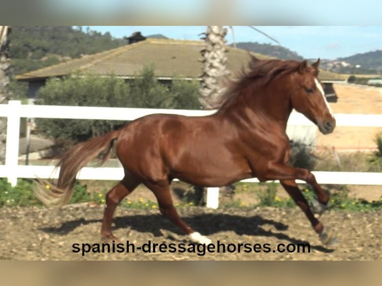 PRE Mix Stallion 4 years 15,1 hh Chestnut-Red in Barcelona