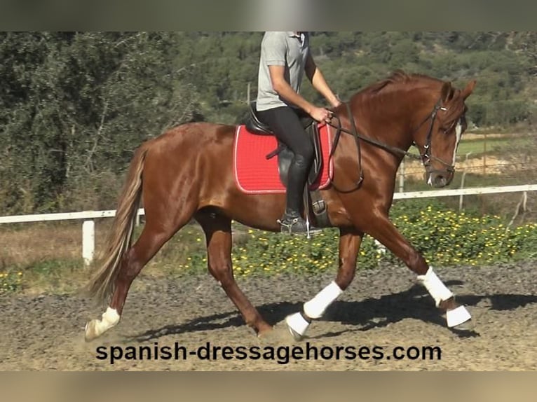 PRE Mix Stallion 4 years 15,1 hh Chestnut-Red in Barcelona