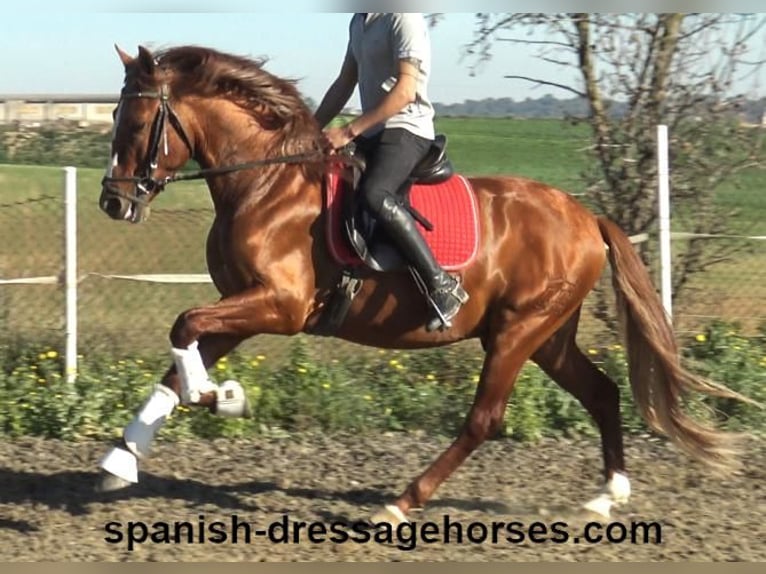 PRE Mix Stallion 4 years 15,1 hh Chestnut-Red in Barcelona