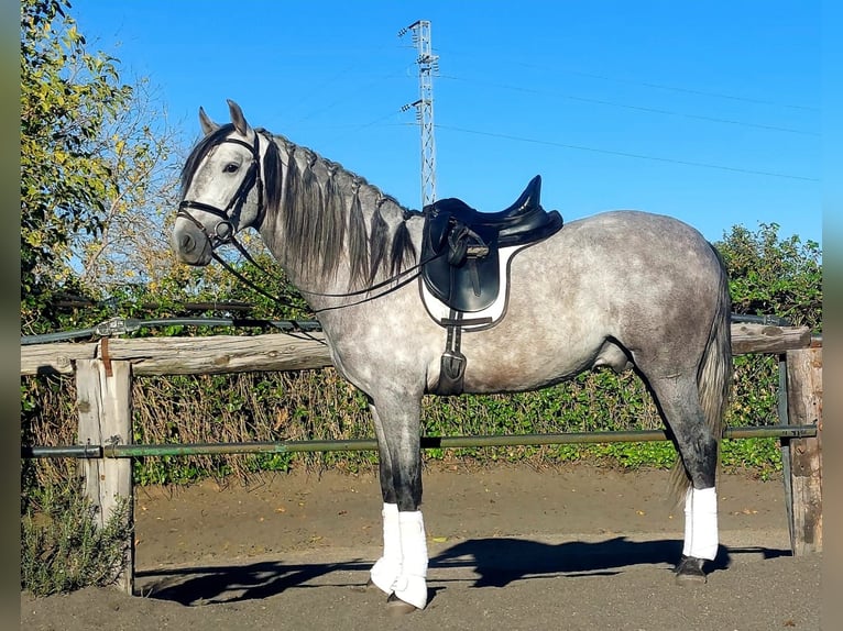 PRE Mix Stallion 4 years 15,1 hh Gray in Adelschlag