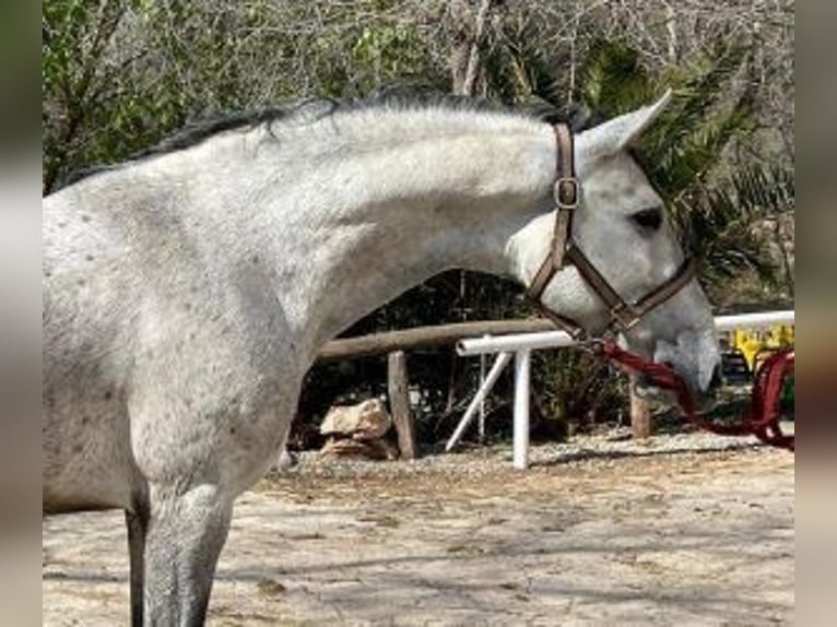 PRE Mix Stallion 4 years 15,1 hh Gray in Barcelona