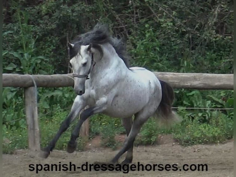 PRE Stallion 4 years 15,1 hh Gray in Barcelona