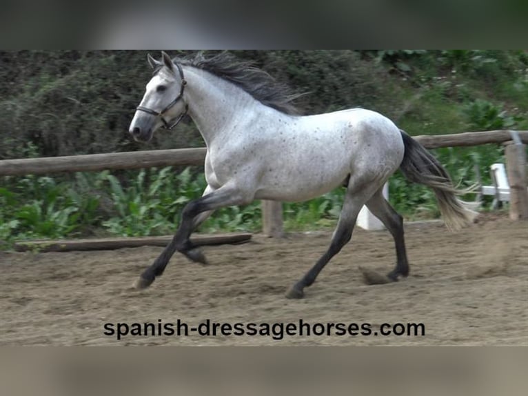 PRE Stallion 4 years 15,1 hh Gray in Barcelona