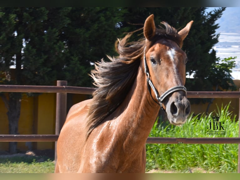 PRE Stallion 4 years 15,1 hh Gray-Red-Tan in Tabernas Almeria