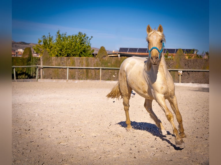 PRE Mix Stallion 4 years 15.1 hh Palomino in Rafelguaraf