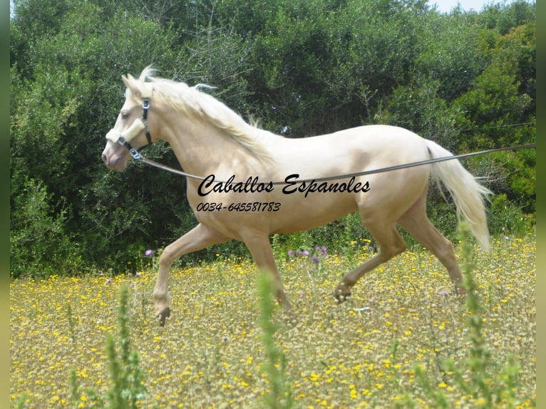 PRE Stallion 4 years 15.1 hh Palomino in Vejer de la Frontera
