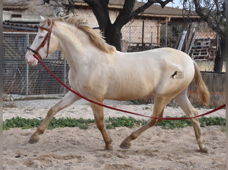 PRE Stallion 4 years 15,1 hh Perlino in Mallorca