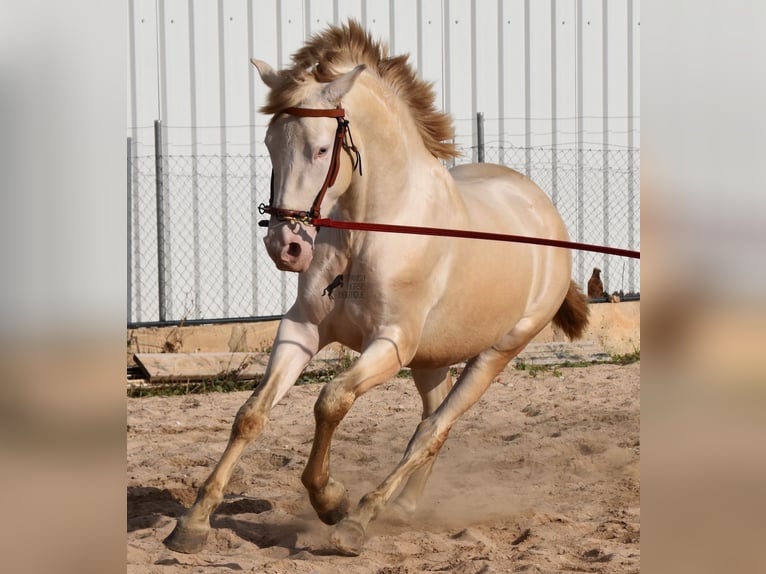 PRE Stallion 4 years 15,1 hh Perlino in Mallorca