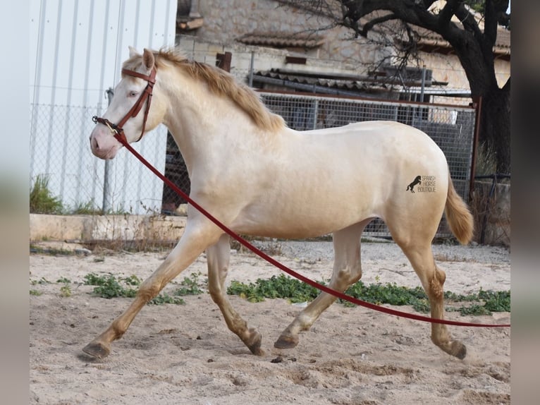 PRE Stallion 4 years 15,1 hh Perlino in Mallorca