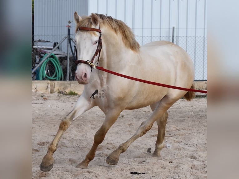 PRE Stallion 4 years 15,1 hh Perlino in Mallorca