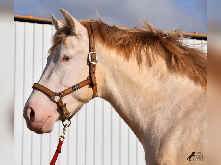 PRE Stallion 4 years 15,1 hh Perlino in Mallorca