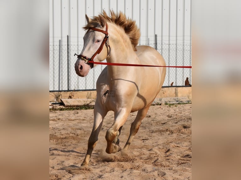 PRE Stallion 4 years 15,1 hh Perlino in Mallorca