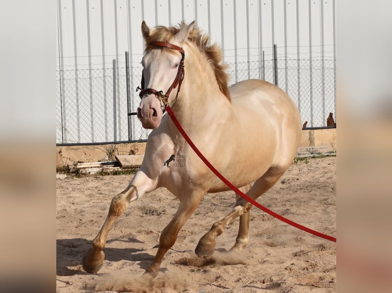 PRE Stallion 4 years 15,1 hh Perlino in Mallorca