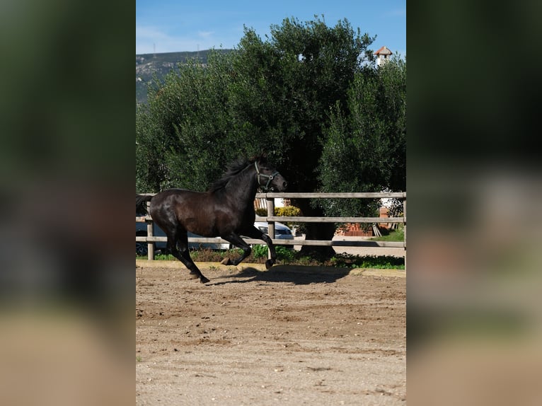 PRE Mix Stallion 4 years 15.2 hh Black in Hamburg