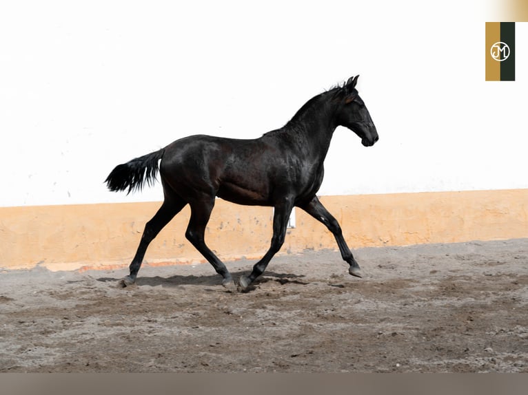 PRE Stallion 4 years 15,2 hh Black in Albacete, Spain