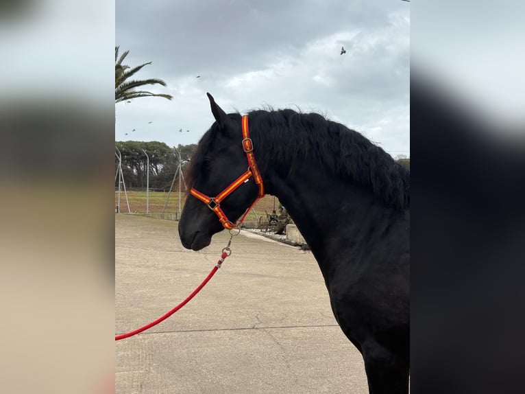 PRE Stallion 4 years 15.2 hh Black in Hamburg