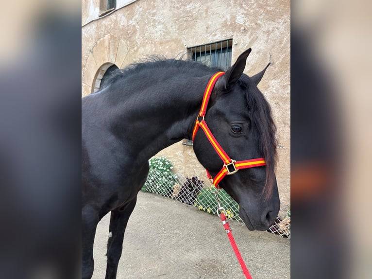 PRE Stallion 4 years 15.2 hh Black in Hamburg