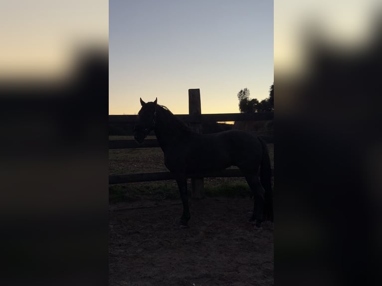 PRE Mix Stallion 4 years 15.2 hh Black in Pedrinya (Ajuntament Crespia)