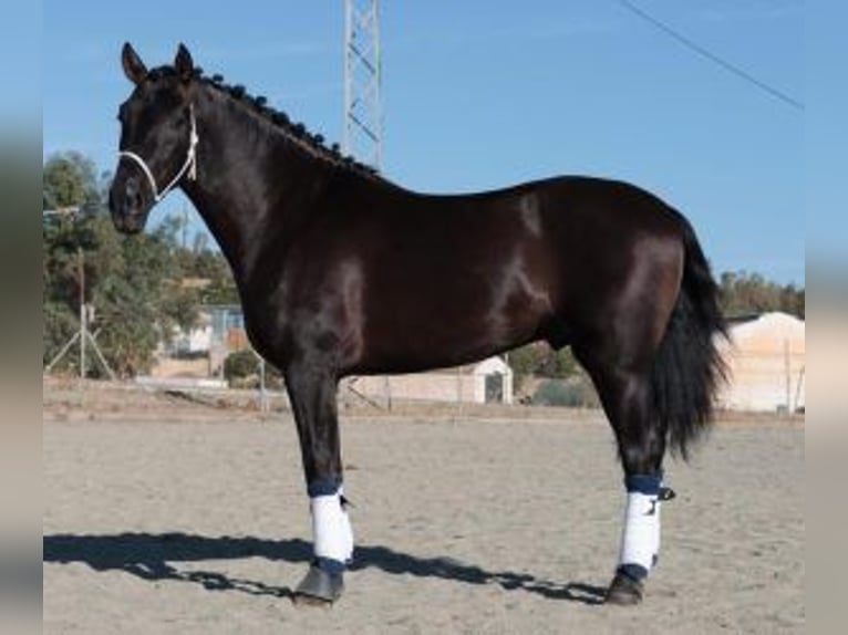 PRE Mix Stallion 4 years 15,2 hh Black in Malaga
