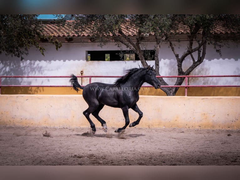 PRE Stallion 4 years 15,2 hh Black in Rafelguaraf