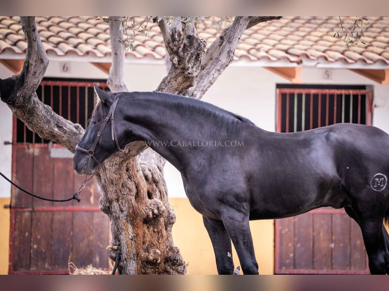 PRE Stallion 4 years 15,2 hh Black in Rafelguaraf