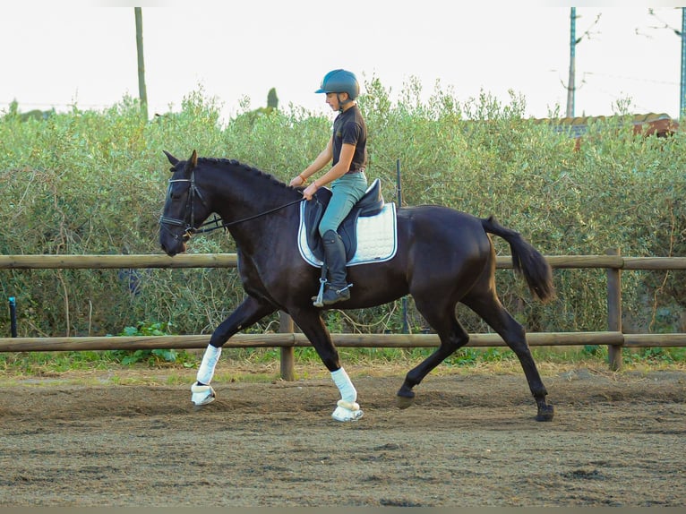 PRE Stallion 4 years 15.2 hh Black in Valls
