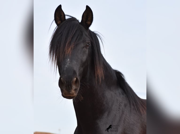 PRE Stallion 4 years 15,2 hh Black in Mallorca