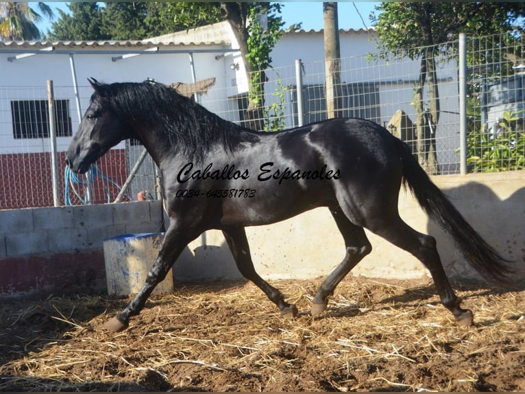 PRE Stallion 4 years 15.2 hh Black in Vejer de la Frontera