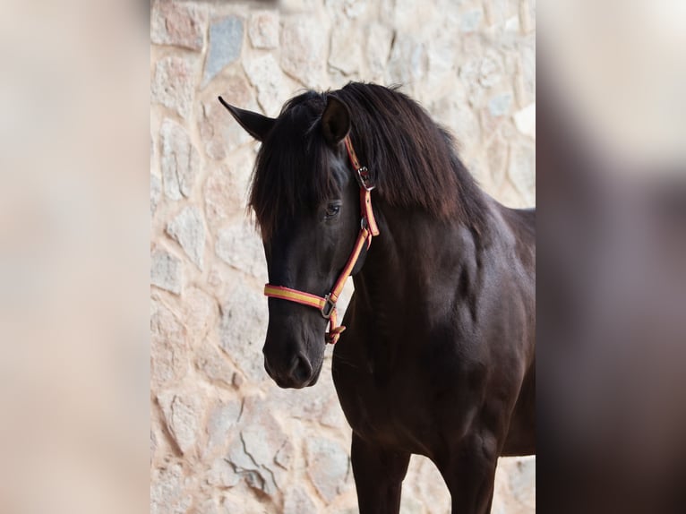 PRE Stallion 4 years 15,2 hh Black in Vejer de la Frontera