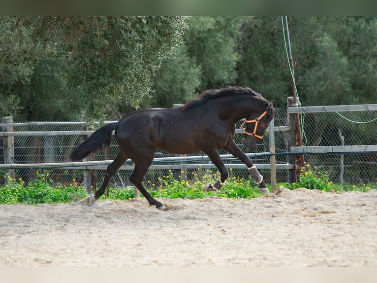 PRE Stallion 4 years 15,2 hh Black in Vejer de la Frontera
