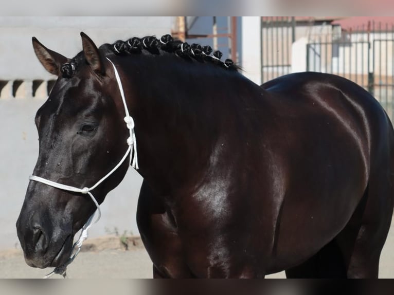 PRE Stallion 4 years 15,2 hh Black in Malaga