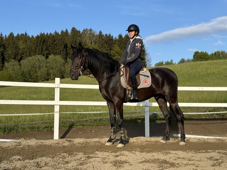 PRE Stallion 4 years 15,2 hh Black in Sigmarszell
