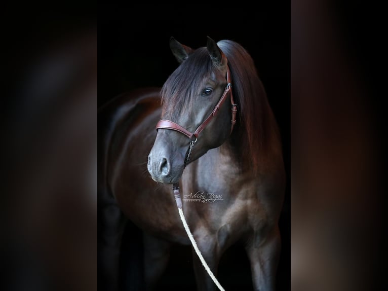 PRE Stallion 4 years 15,2 hh Black in Sigmarszell